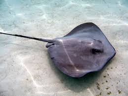 Image result for Stingray