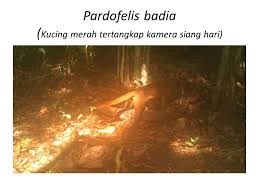 Hal ini berarti jumlah hewan tersebut sangat sedikit dan kemungkinan dalam beberapa tahun ke depan akan punah. Kucing Merah Hewan Langka Lain Ada Di Taman Nasional Kutai