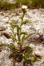 Image result for Cirsium