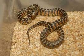 Brooks Kingsnake Snakes For Sale Snake Brooks