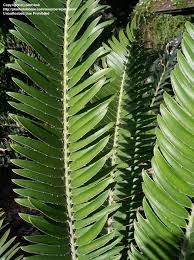 Image result for Encephalartos chimanimaniensis