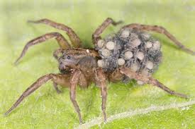 How many poisonous spiders are there in the united states? Don T Squish That Wolf Spider Terminix
