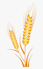 Estranho várias delas no meu caminho. Vector Free Crops Drawing Cereal Grain Espiga De Trigo Dibujo Hd Png Download Transparent Png Image Pngitem