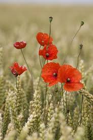 Wildflowers Poppies In A Grain Field By John Short In 2020 Wildflowers Photography Flowers Photography Poppy Flower