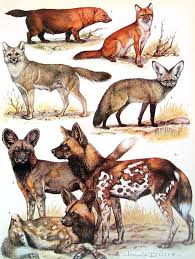 Animal Print Foxes And Wild Dogs 1972 Vintage Encyclopedia Print Book Page 2 Sided Wild Dogs Animals Wild Animals
