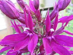 Image result for Lobelia fervens