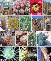 Image result for Halopyrum mucronatum