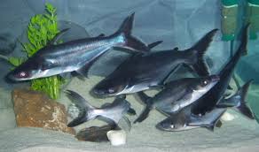 Baliklarimiz Antalya Petshop