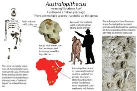 Fittingly, the word garhi means surprise in the local afar language of ethiopia. Human Evolution Australopithecus Part 2 Steemit