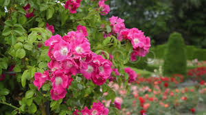 History of american pillar roses: Rose Rosa American Pillar Stock Video Pond5