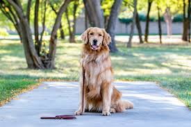 Classic golden retriever puppies are a great choice for their loyal, caring dispositions and excellent training and service abilities. Meet Kappy Heartspring S Director Of Happy Heartspring