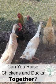 Chickens And Ducks You Want Them Both On Your Small Homestead But The 64 Question Is Can They Live Tog Urban Chicken Farming Chickens Backyard Chicken Coop