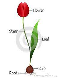 An Illustration Showing Parts Of A Tulip Plant Beautiful Illustration Planting Tulips Planting Flowers Plants