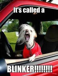 More og driver ed memes… this item will be deleted. 10 Funniest Driving And Traffic Memes