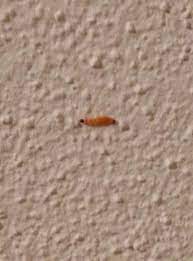 Orange Larven Im Haus Was Tun Schadlinge Wurmer