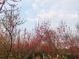 Dưới đây là gợi ý một số lời chúc tết nguyên đán tân sửu dành cho bạn bè, đồng nghiệp hay và ý nghĩa nhất: Jxzlv8oeiawvum