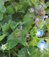 Image result for Tragus pedunculatus