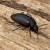 Black Beetle Small