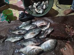 Apr 17, 2018 · setelah mengetahui nama haiwan itu ialah singa, maka tempat itu dinamakan singapura. Tips Dan Trik Mancing Tips Mancing Ikan Nila Di Alam Liar Wildfishing