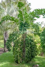 Image result for Aiphanes horrida