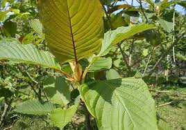 Daun ketum merupakan bahagian yang selalu digunakan dalam perubatan tradisional dan ianya telah digunakan secara meluas sejak sekian lama oleh masyarakat di bawah seksyen 30 (3) akta racun 1952, mereka yang memiliki air dan daun ketum boleh dihukum mengikut seksyen 30 (5) akta yang. Makin Ramai Penjawat Awam Ketagih Ketum Di Putrajaya