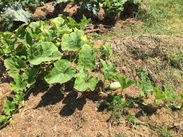 Quand Recolter La Courge Spaghetti Jardin Potager Bio Brussel Sprout Vegetables Sprouts