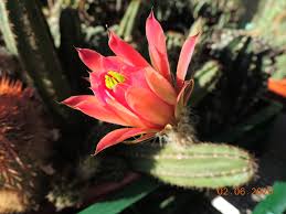 These plants have a particular quality that you don't see in plants that have been grown en masse in a greenhouse. Every Day New Flowers In The Greenhouse In Koln Page 261 Cactiguide Com