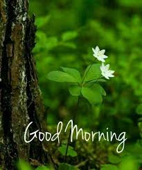 Pin By Joy Feld On Stuff For Everyday Morning Images Morning Pictures Good Morning Flowers