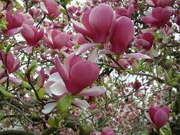 Saucer Magnolia Flowers Plants Flower Garden You can always download and modify the image size according to your needs. saucer magnolia flowers plants