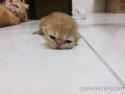 Papasemar com gemasnya 10 foto kucing kecil sampai dewasa ini lucu. Anak Kucing Dennis Zill