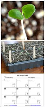 Gardening With Kids Planting Seeds With Free Printable