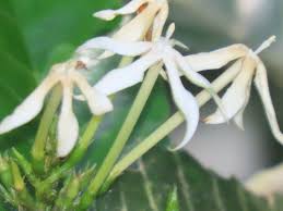 Image result for Oxyanthus zanguebaricus