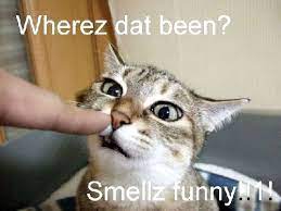Funny Cats With Words Funny Cat Pictures Funny Cat Pictures Funny Cats Cat Pics