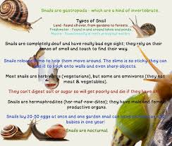 pin by molly linton on snail house snail facts snail