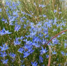 Image result for Wahlenbergia capitata