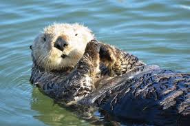 History And Nature Cabrillo College Extension Cute Toys Otters History