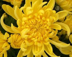 Yellow Chrysanthemums Chrysanthemum Flower Yellow Chrysanthemum Popular Flowers