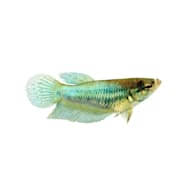 I took that picture myself at the petco on rockville pike). Buy Fish Online Betta Saltwater Aquarium Fish Petco