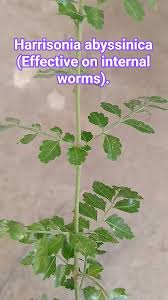 Image result for Harrisonia abyssinica