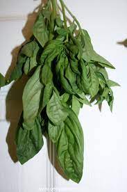 How To Cut And Dry Basil Getty Stewart