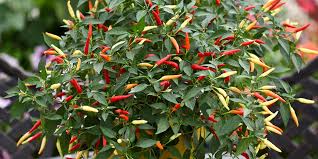 Capsicum annuum is a pepper that can be easily grown either in an outdoor pot or in the garden. Chilli Pepper Basket Of Fire