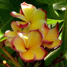 Pin On Plumeria Frangipani How Can You Choose With So Many Colors