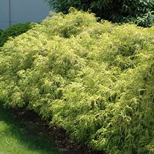 Image result for Cyamopsis serrata