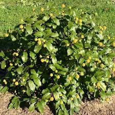 Image result for Cephalanthus