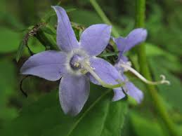 Image result for Campanulaceae