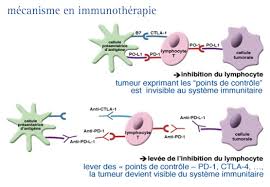 Le but de notre etude etait d'evaluer les effets secondaires de ce traitement chez l'enfant. Infocancer Arcagy Gineco Traitements Du Cancer Traitements Systemiques Immunotherapie Lever L Immunosuppression Synapse Immunitaire Point De Controle Microbiote Cemiplimab