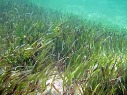 Image result for Thalassia hemprichii