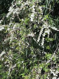 Image result for Spiraea prunifolia