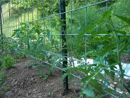 A tomato trellis is a large frame, set along a row of tomatoes, with vertical hanging twines for each plant. Tomato Trellis In A Small Area Plant More Tomatoes