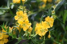 Image result for Heimia salicifolia